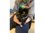 Adopt Sage a Black & White or Tuxedo Domestic Shorthair (short coat) cat in