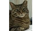 Adopt Tigger a Brown Tabby Tabby / Mixed (short coat) cat in Freehold