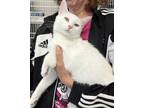 Adopt Melon a White Domestic Shorthair / Domestic Shorthair / Mixed cat in