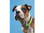 Adopt Omashu a Brown/Chocolate Boxer / Mixed dog in Atlanta, GA (41114059)