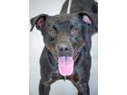Adopt Bobby a Black Labrador Retriever / Mixed dog in Greenwood, SC (41300593)
