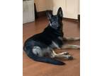 Adopt Enura a Black - with Tan, Yellow or Fawn German Shepherd Dog / Mixed dog