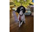 Adopt Teddy a Black - with White Poodle (Standard) / Mixed dog in Saint Marys