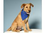 Adopt Beckett a Tan/Yellow/Fawn Goldendoodle / Mixed Breed (Large) / Mixed dog