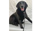 Adopt Beau a Labrador Retriever