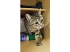 Adopt Jess a Domestic Mediumhair / Mixed cat in San Antonio, TX (39218016)