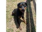 Adopt Forest a Rottweiler / Mixed dog in Wauchula, FL (41449971)