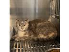 Adopt Tiana a Domestic Longhair / Mixed (short coat) cat in Wauchula