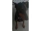 Adopt Shazam a Doberman Pinscher / Mixed dog in Brownwood, TX (41449966)