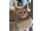 Adopt BK a Cream or Ivory Domestic Shorthair / Mixed (short coat) cat in Niles
