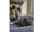 Adopt Nova a Gray or Blue Domestic Shorthair / Mixed (short coat) cat in Niles