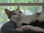 Adopt Barren a White (Mostly) Domestic Shorthair / Mixed (short coat) cat in