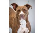 Adopt Hazel a Brown/Chocolate Mixed Breed (Medium) / Mixed dog in Greenwood