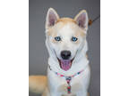 Adopt Dingo a Tan/Yellow/Fawn Husky / Mixed dog in Greenwood, SC (41265387)