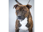 Adopt Atlas a Brindle Mixed Breed (Small) / Mixed Breed (Medium) / Mixed (short