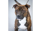 Adopt Atlas a Brindle Mixed Breed (Large) / Mixed dog in Greenwood