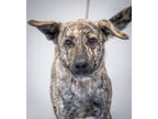 Adopt Brandi a Brindle Mixed Breed (Small) / Mixed Breed (Medium) / Mixed (short