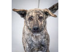 Adopt Brandi a Brindle Mixed Breed (Large) / Mixed dog in Greenwood