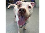 Adopt Jayce a White Mixed Breed (Medium) / Mixed dog in Menands, NY (41450066)