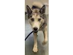 Adopt Rhode Island a Merle Husky / Mixed Breed (Medium) / Mixed (short coat) dog