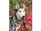 Adopt Alpha a Husky / Mixed dog in Pittsburgh, NY (41445376)