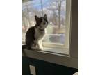 Adopt Kona a Brown Tabby American Shorthair / Mixed (short coat) cat in