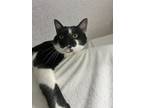 Adopt Fig a Black & White or Tuxedo Domestic Shorthair / Mixed (short coat) cat