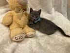 Adopt Ilya a Gray or Blue Russian Blue (short coat) cat in Metairie
