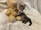 Adopt Charlie a Brown Tabby Domestic Shorthair (short coat) cat in Metairie