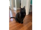 Adopt Zealand “Z” a All Black American Shorthair / Mixed (short coat) cat in
