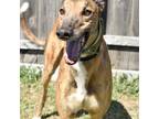 Adopt KT'S FROOT LOOPS a Greyhound / Mixed dog in Grandville, MI (41450014)