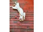 Adopt Nala a Tan/Yellow/Fawn Mutt / Mixed dog in Pittsburg, KS (41450013)