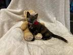 Adopt Jewel a Tortoiseshell Domestic Mediumhair (medium coat) cat in Metairie