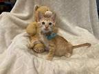 Adopt Alex a Orange or Red Tabby Domestic Shorthair (short coat) cat in