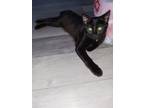 Adopt Black a All Black Bombay / Mixed (medium coat) cat in San Antonio