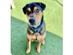 Adopt Danny a Hound (Unknown Type) / Shepherd (Unknown Type) / Mixed dog in