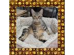 Adopt Kudzu (Wisteria 2) a Domestic Shorthair / Mixed (short coat) cat in Rome