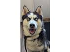 Adopt Royal a Husky / Mixed Breed (Medium) / Mixed dog in Lagrange