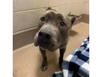 Adopt [phone removed] Zephyr a Pit Bull Terrier