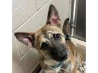 Adopt [phone removed] "Bonzai" a Shepherd