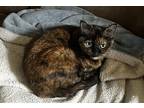 Adopt Padme' a Calico or Dilute Calico Calico / Mixed (short coat) cat in Cabot