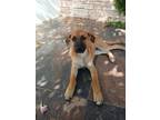 Adopt Charlotte a Tan/Yellow/Fawn - with White Labrador Retriever / German