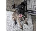 Adopt Ava a Mountain Cur / Mixed Breed (Medium) / Mixed dog in Warren