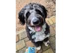 Adopt Maggie a Black - with White Aussiedoodle / Mixed dog in Ellijay