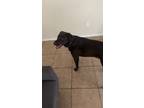 Adopt Thunder a Black Labrador Retriever / Mixed dog in Las Cruces