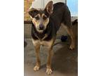 Adopt Moby a Australian Shepherd / Fox Terrier (Smooth) / Mixed dog in Thompson