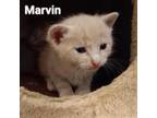 Adopt Marvin a Domestic Short Hair