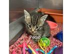 Adopt Pedro a Domestic Medium Hair