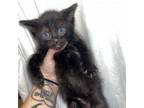 Adopt Megatron a Domestic Short Hair