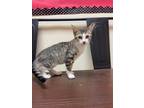 Adopt Tweety a Domestic Shorthair / Mixed (short coat) cat in Corpus Christi